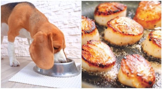 Can Dogs Eat Scallops? Here’s The Answer