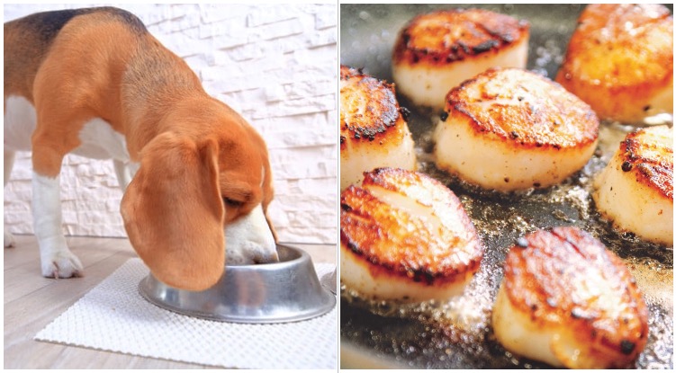 Dog owner looking at his dog eating wondering can dogs eat scallops