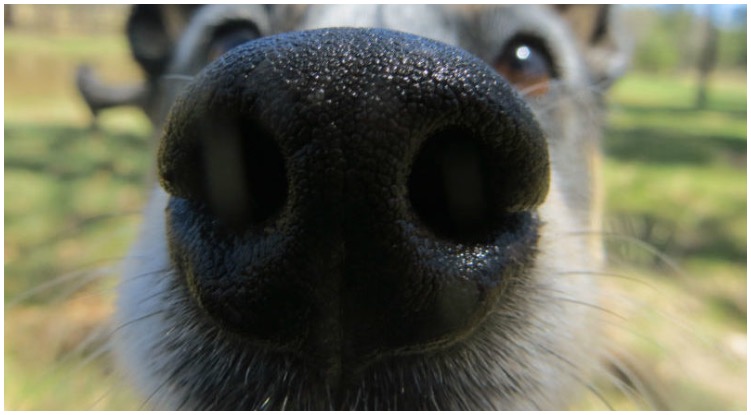 If your dog has a crusty nose consider making him some DIY nose butter for dogs