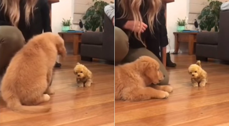 Robot dog toy makes Golden puppy super jealous