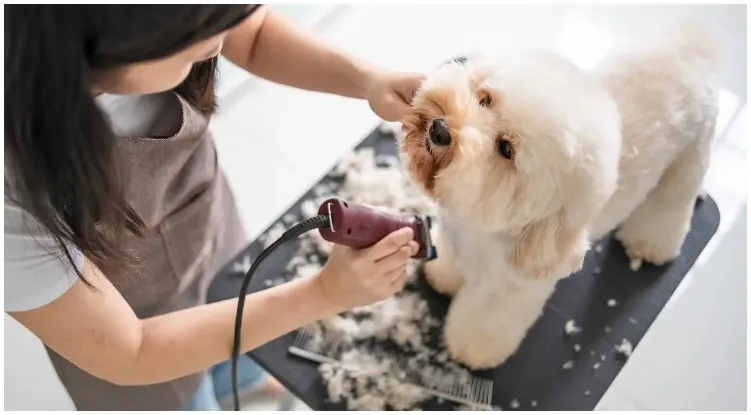 An maltase getting a haircut while the owner wonders do you tip dog groomers