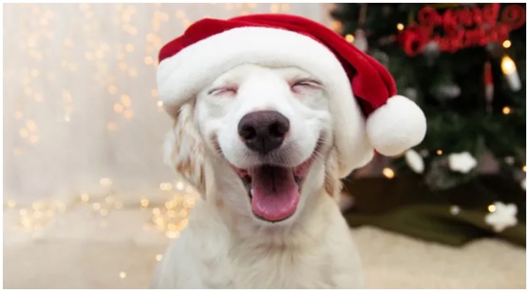 Dog smiling waiting to hear some of those hilarious dog Christmas puns