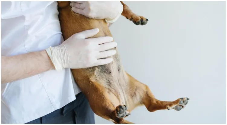 A dog having some digestive issues while his owner wants to give him some endosorb for dogs