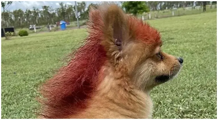 Funny looking dog with red mullet hairstyle