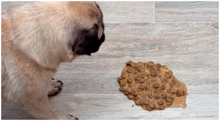 Dog vomiting on the floor while his owner wonders about dog vomit color guide