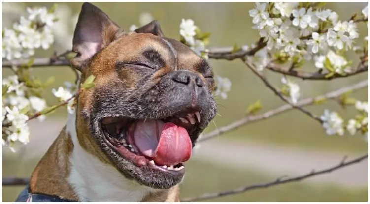 Dog owner getting confused as to why his dog won’t stop sneezing