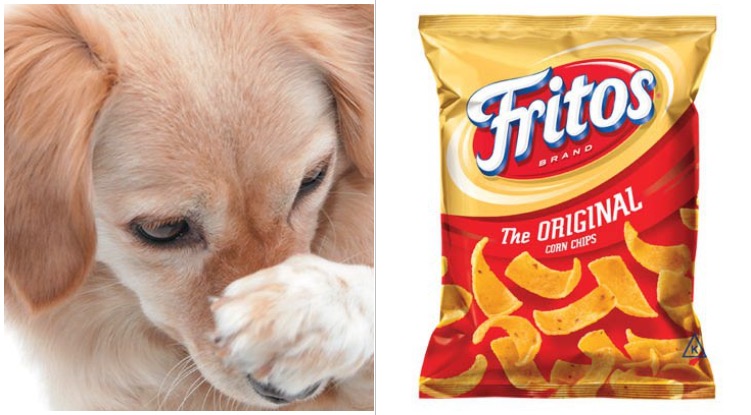 Dog owner wondering why the paws of his dog smell like fritos, frito feet dogs