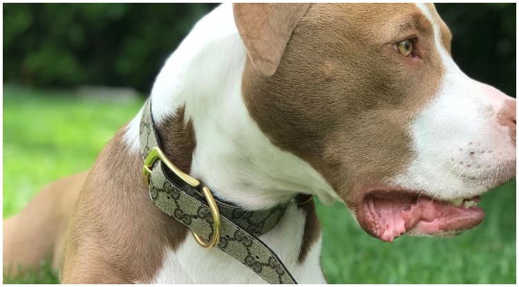 A fancy bulldog wearing an incredibly expensive Gucci dog collar