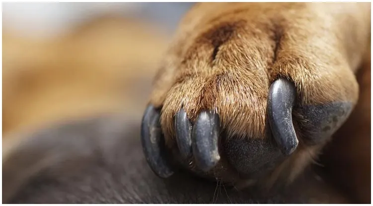 Dog owner wondering about the ways on how to cut an uncooperative dog’s nails