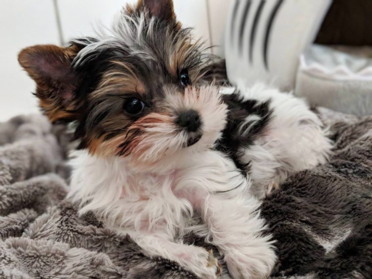 Parti Yorkie Puppies Everything you should know