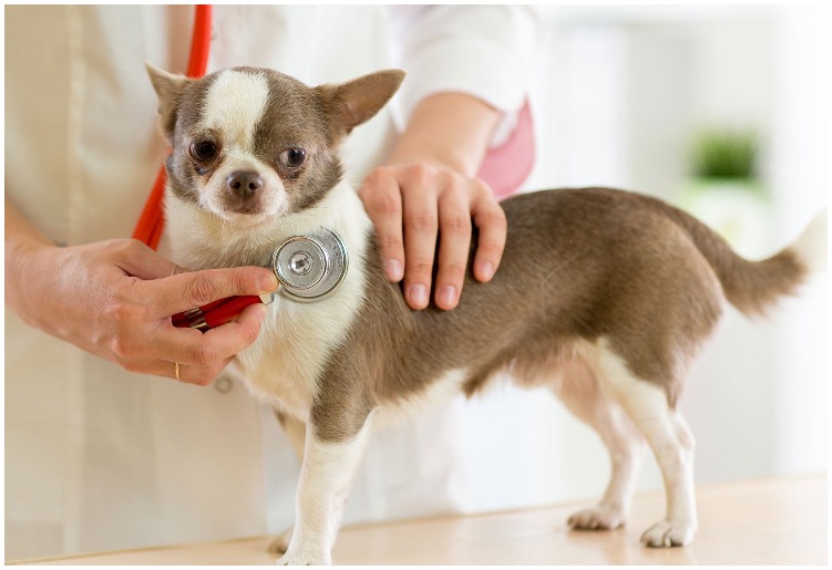 Pulmonary Hypertension In Dogs