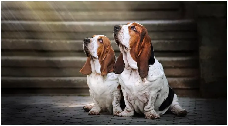 Two dogs looking at rays of light while their owner wonders about spiritual dog names