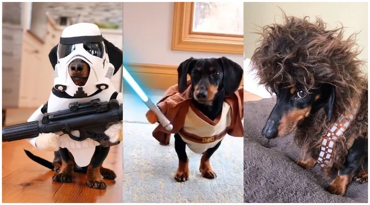 Three absolutely adorable pups playing with their star wars dog toys