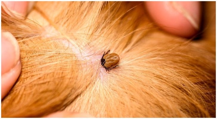 Tick Head Stuck In Dog! What To Do?