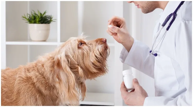 Canine being at the veterinarian while he is giving him some tussigon for dogs