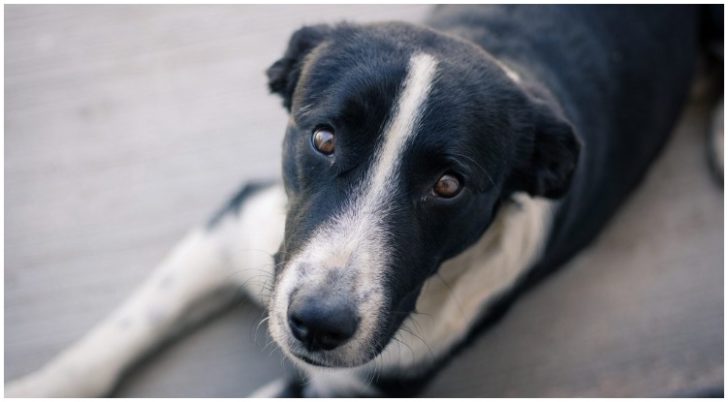 What Does Ringworm Look Like On A Dog? - The Goldens Club