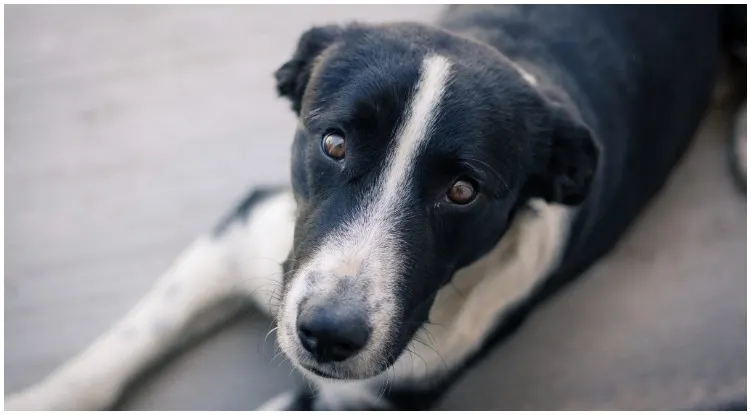 Black and white dog looking at his owner while he wonders what does ringworm look like on a dog