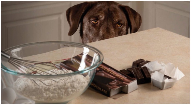 Dog watching his owner cook while she wonders what happens if a dog eats chocolate