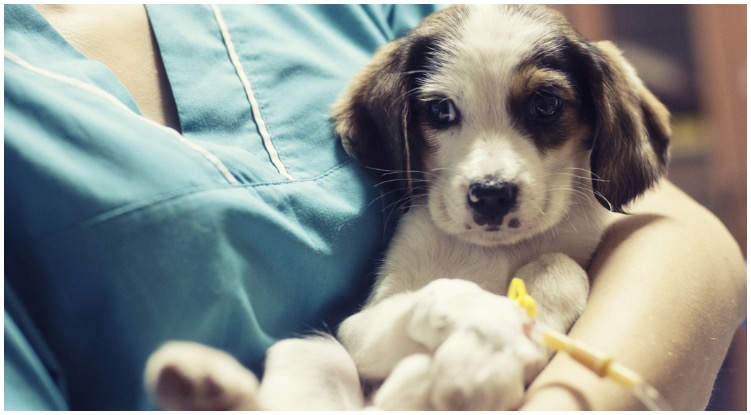 What Is Parvo In Dogs And How To Treat It