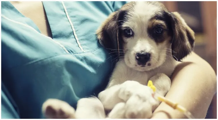 A vet holding a puppy teaching it’s owner what is parvo in dogs