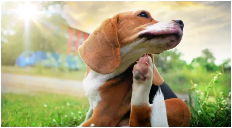 Dog beagle scratches himself while his owner wonders what kills fleas on dogs instantly