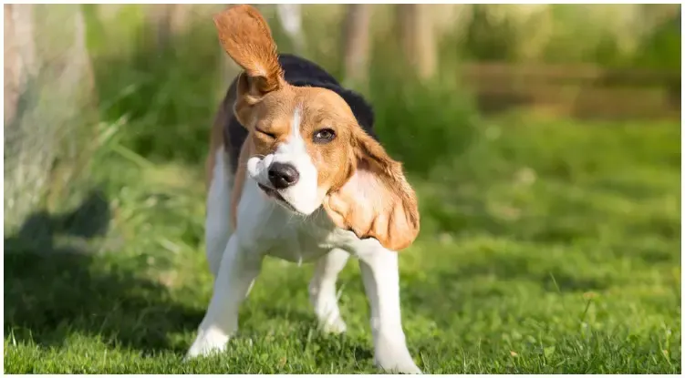Human photographing his dog wondering why do dogs shake their heads