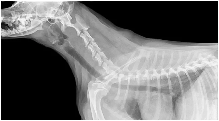 concerned dog owner asking the vet: How much is a x-ray for a dog?