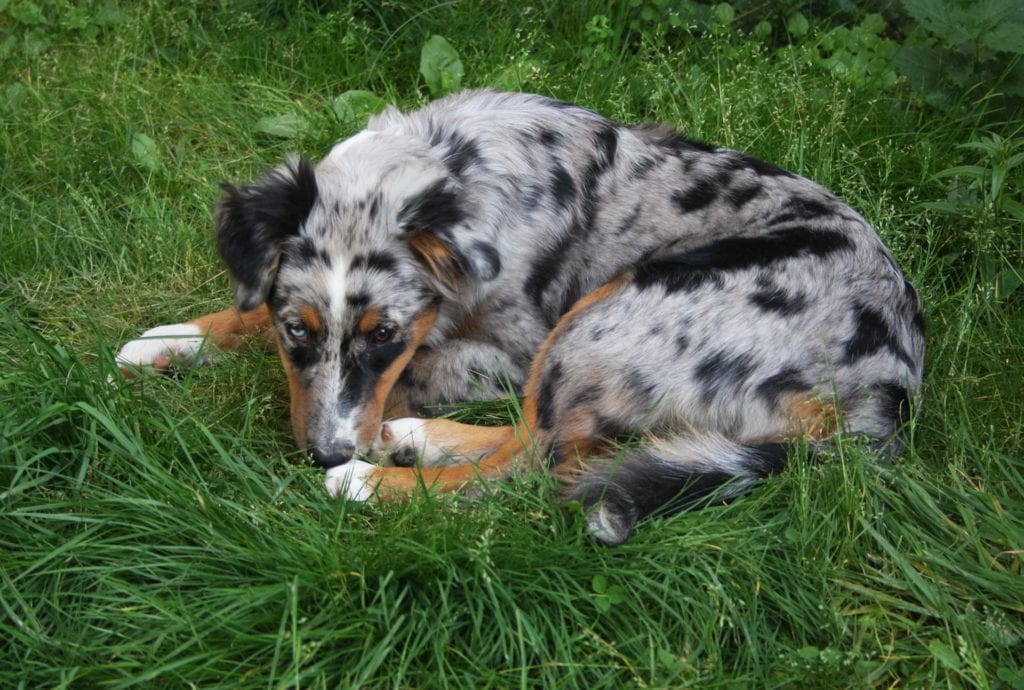 australian shepherds are dogs with spots