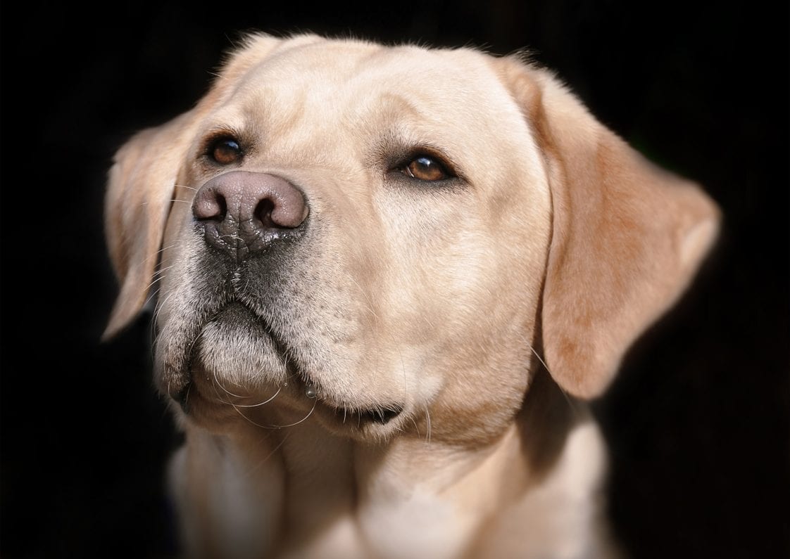 Blonde dogs The most popular breeds