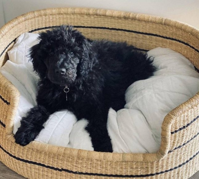 Boho dog bed: Find a bed that fits your décor