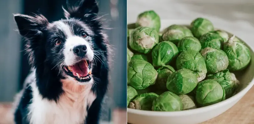 can dogs eat brussel sprouts