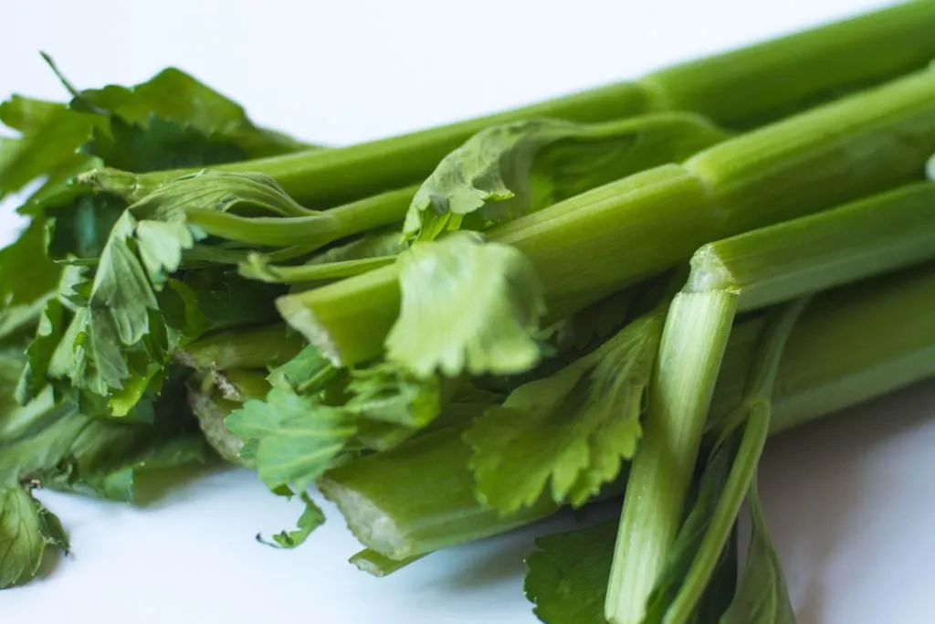 is celery good for dogs