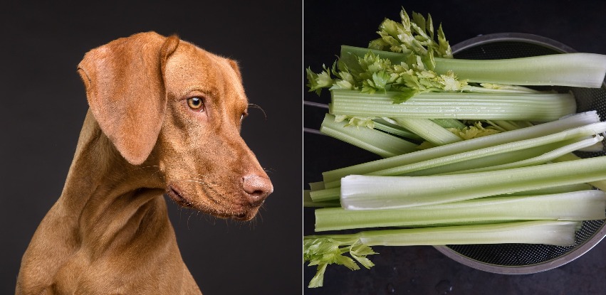 Is celery good for dogs
