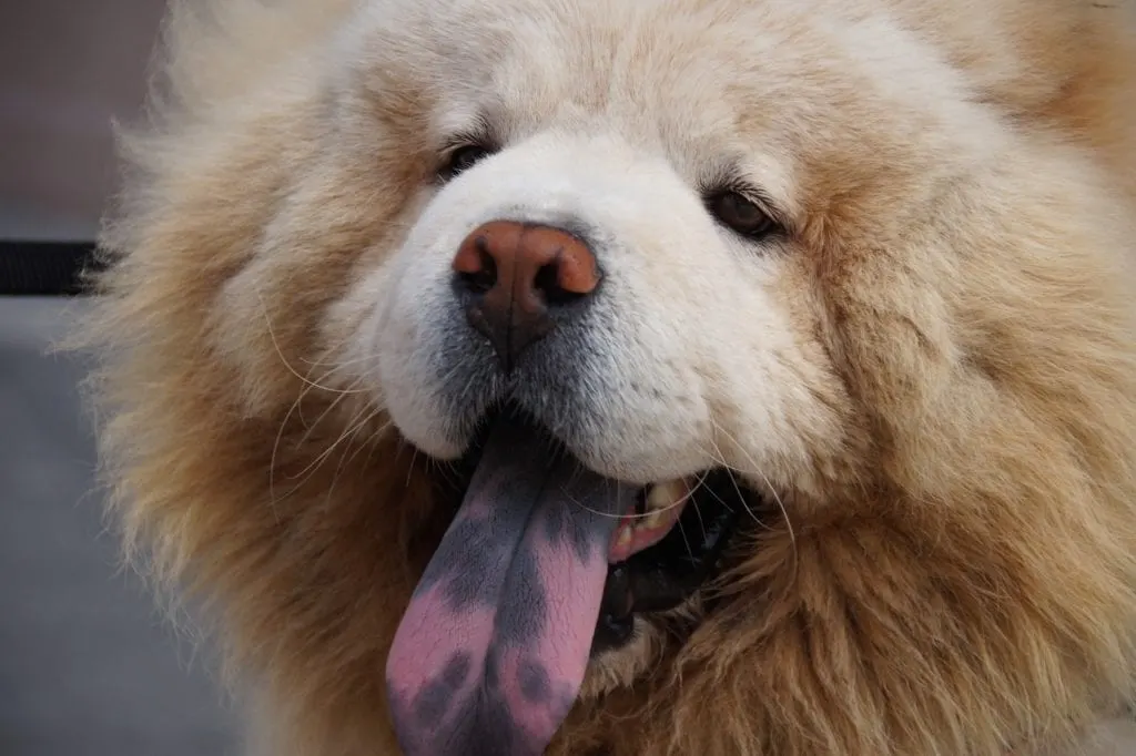 chow chow blonde dogs