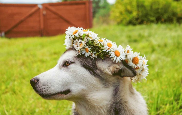 Daisy dog collar: The cutest Amazon has to offer