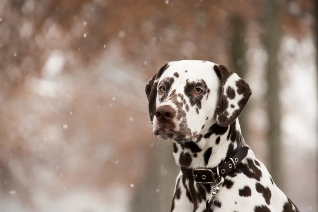 dalmatian