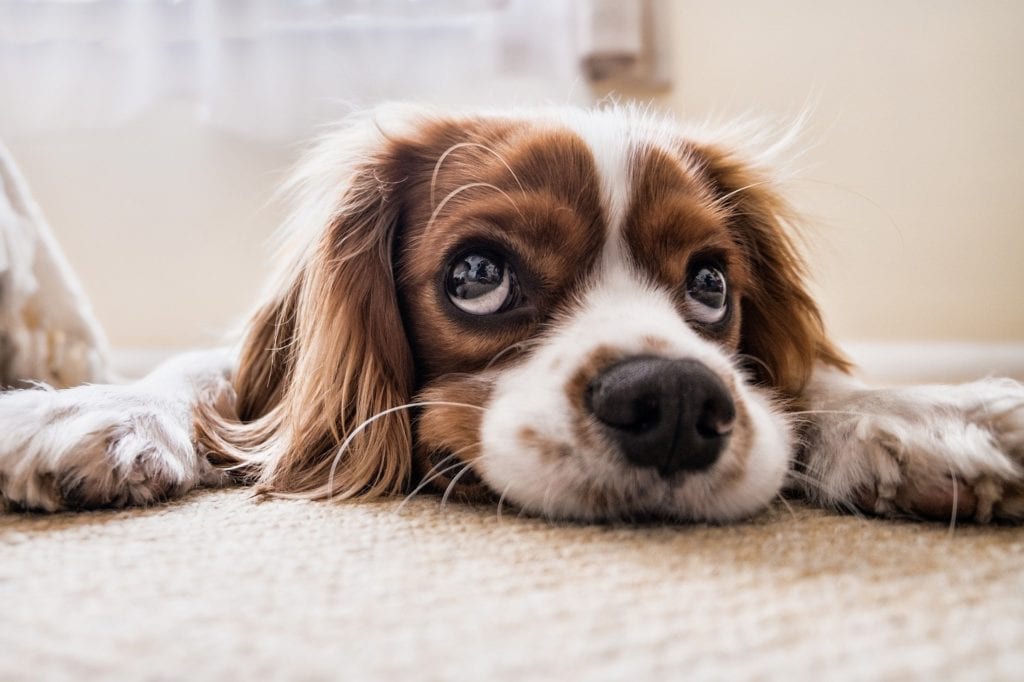 Dog Spay Incision Lump All Common Questions Answered