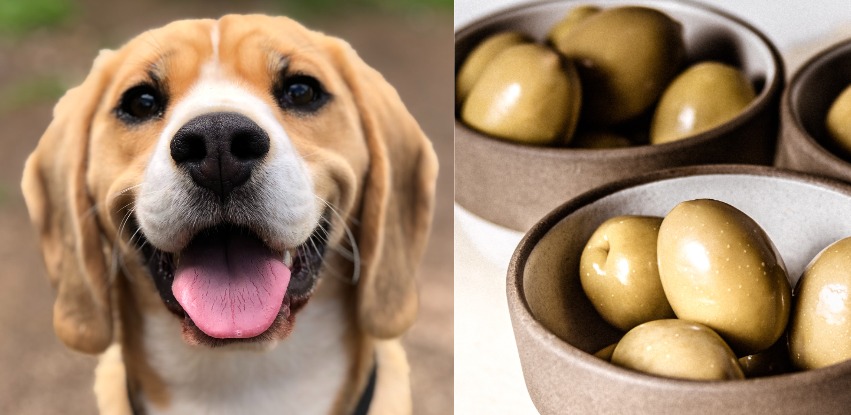 Can dogs eat olives? What you should know