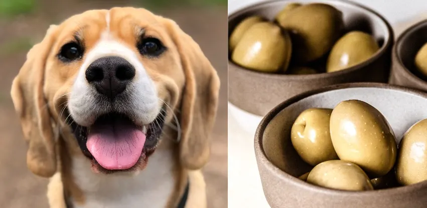 can dogs eat olives