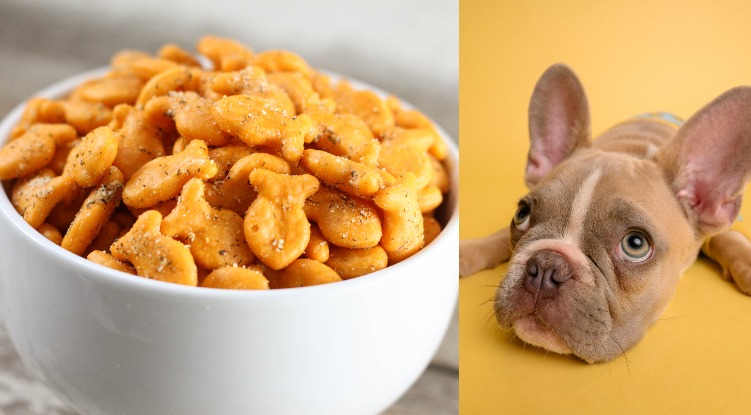 Can dogs eat Goldfish crackers?