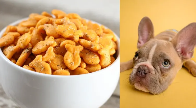 Can dogs eat Goldfish crackers