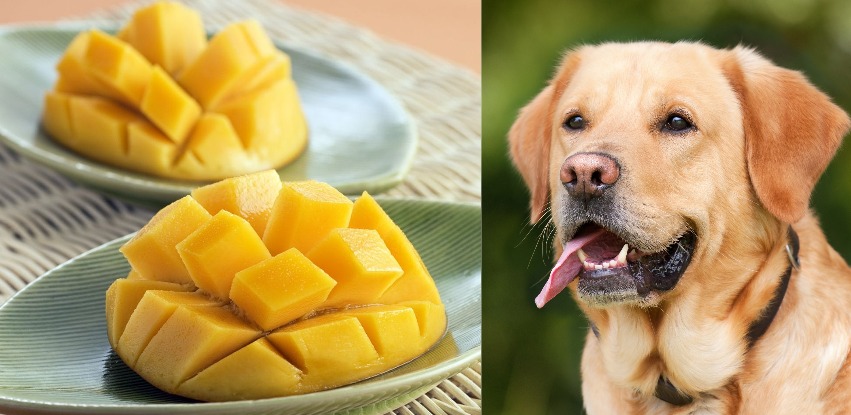 can dogs eat mango