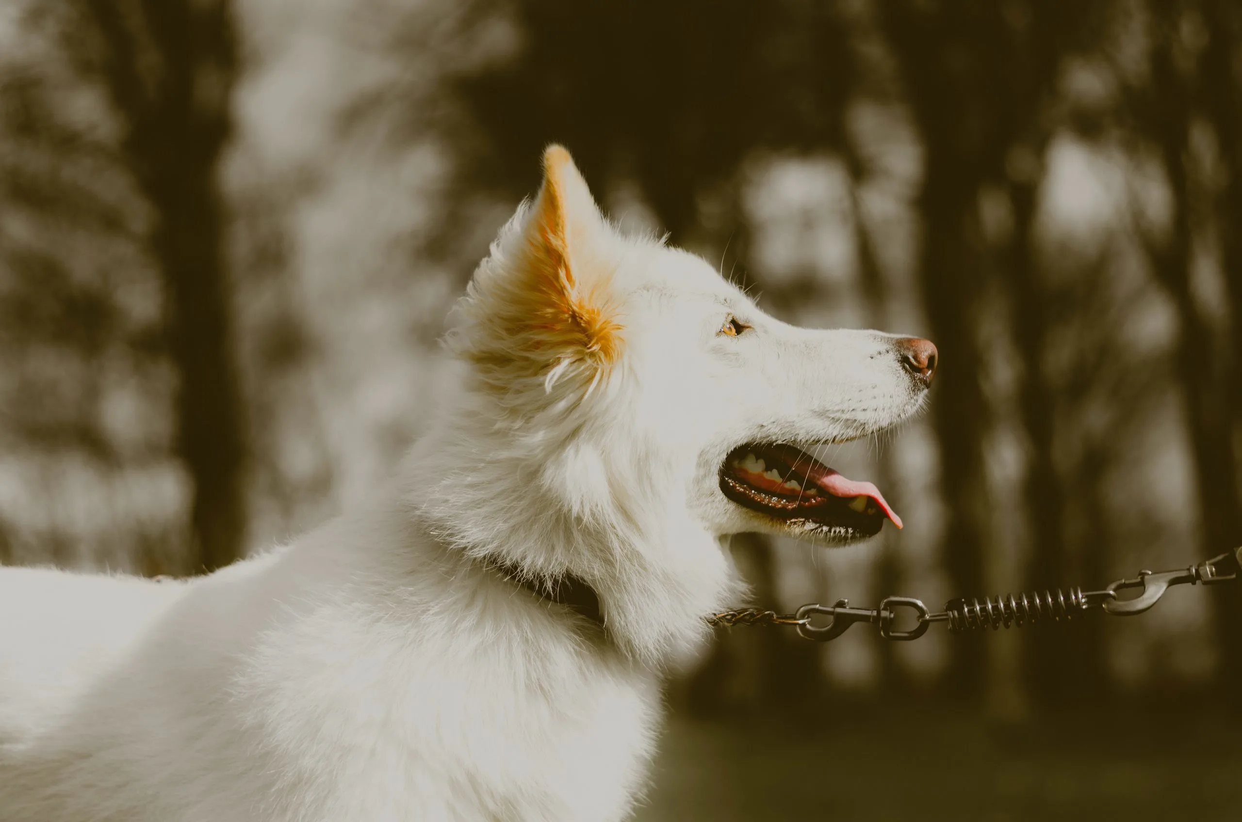 picture of a dog chain on a dog