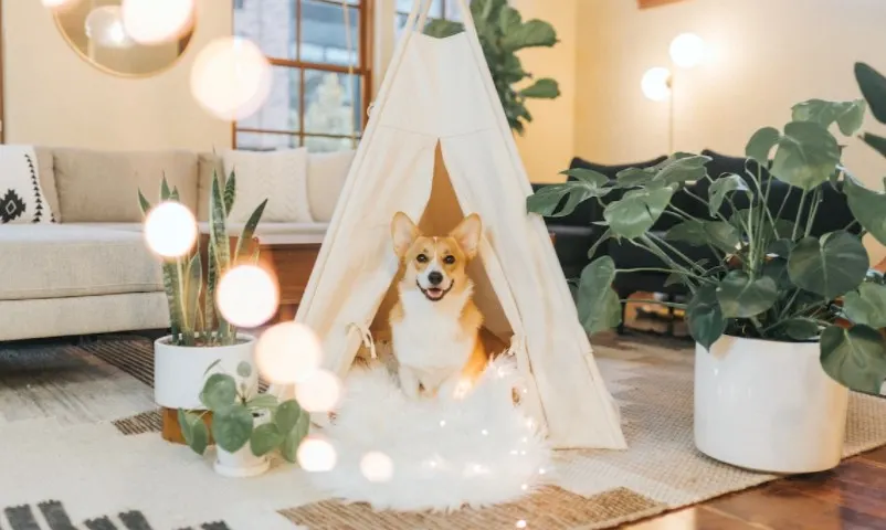 dog teepee bed