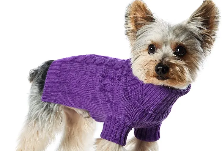 dog wearing dog turtleneck