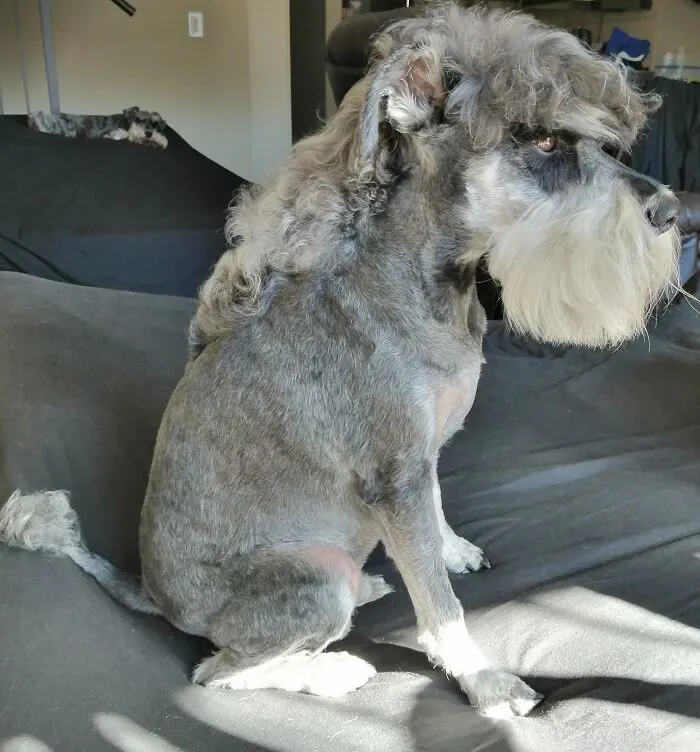 mullet on a canine