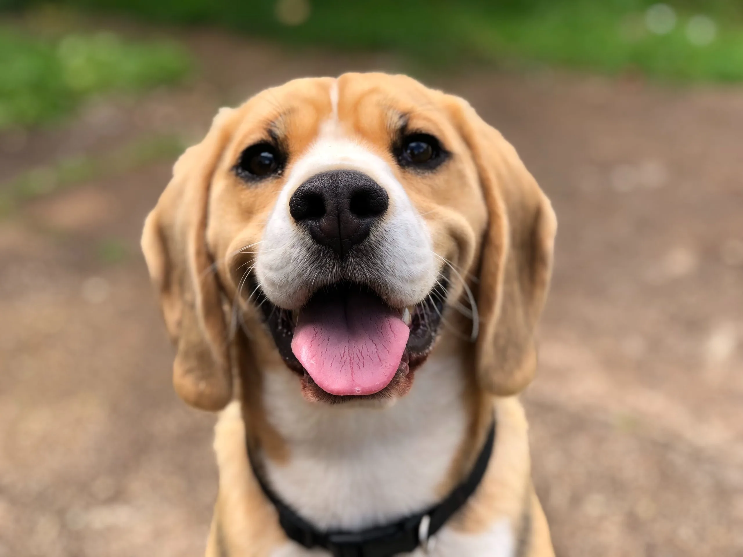 plaid dog collars