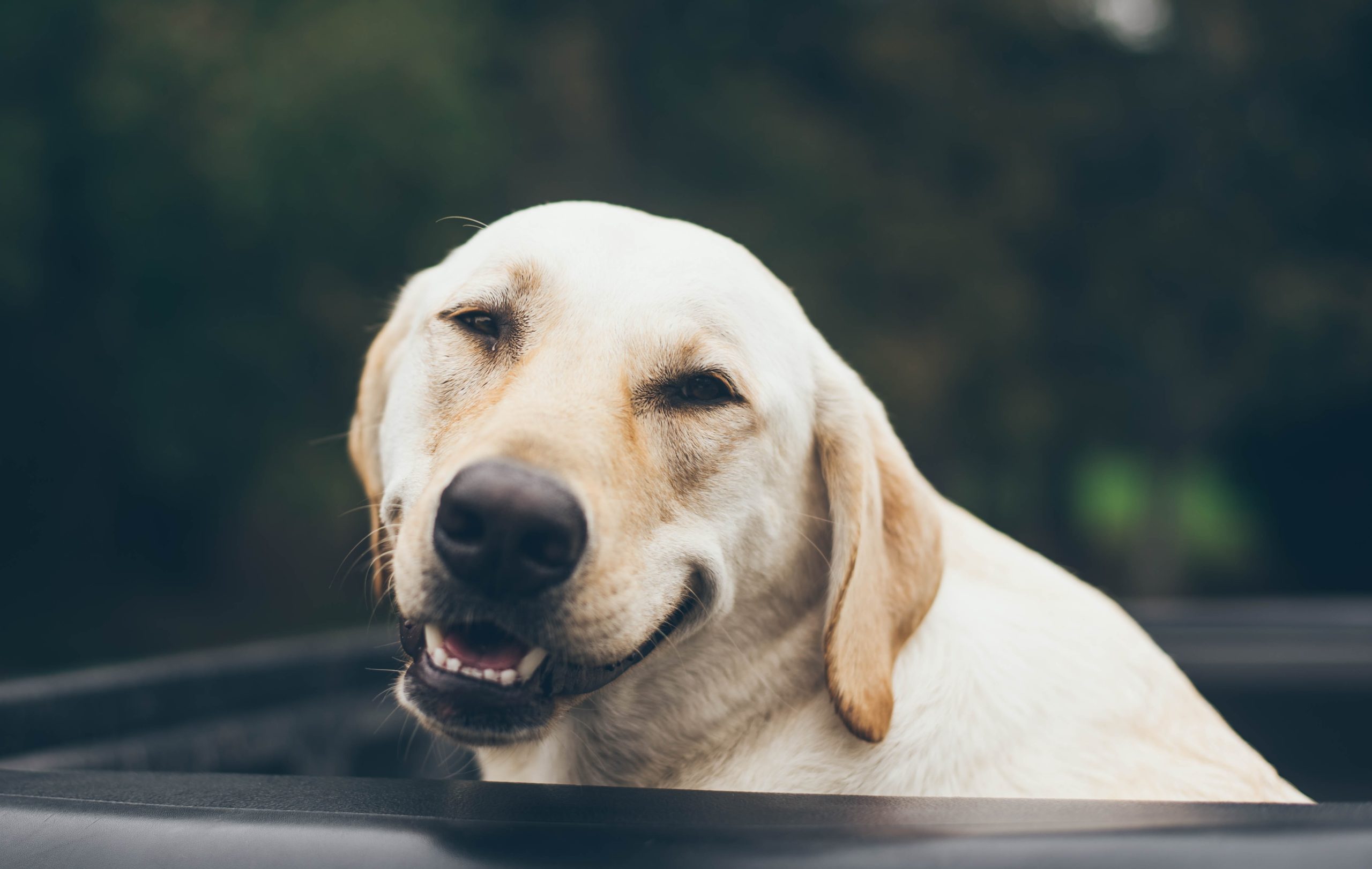 How to Get a Dog Unstoned: “Help, my dog is high!” (Q&A)