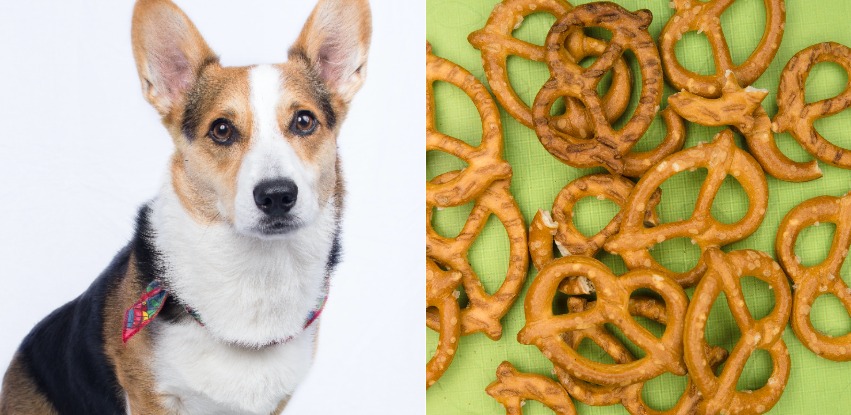 Can dogs eat pretzels? What to know
