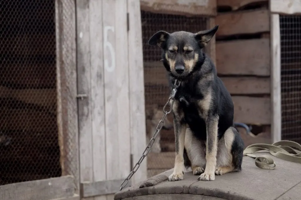 sad dog on dog chain